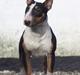 Bullterrier miniature Jekini´s Queen of New Orleans "Mille"