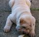 Shar pei Budda ??? R.I.P ???