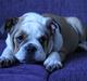 Engelsk bulldog Molly