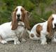 Basset hound Fred