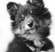 Shetland sheepdog Jessie