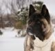 American Akita Zoey<3<3