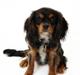Cavalier king charles spaniel Malou