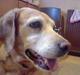 Labrador retriever Cignel (min mosters)