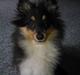 Shetland sheepdog Kennel Harmo9's Tyson.