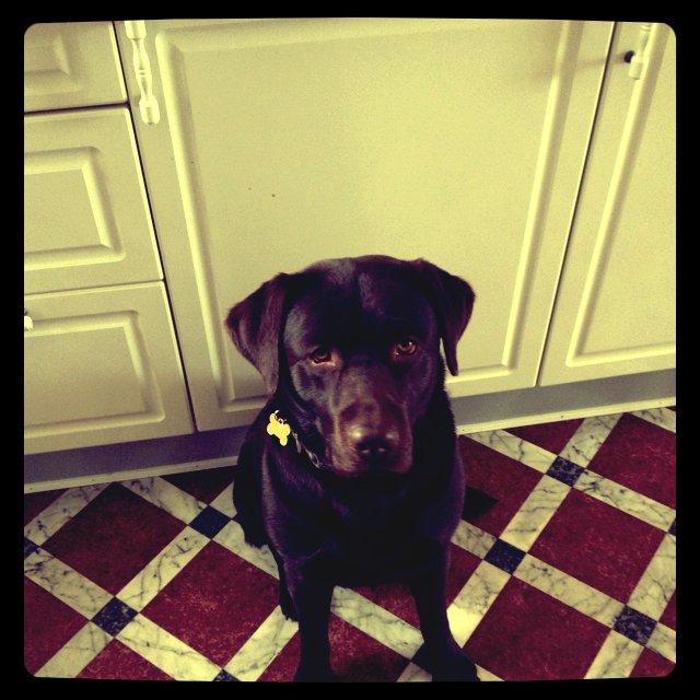 Labrador retriever Baloo<3 billede 6