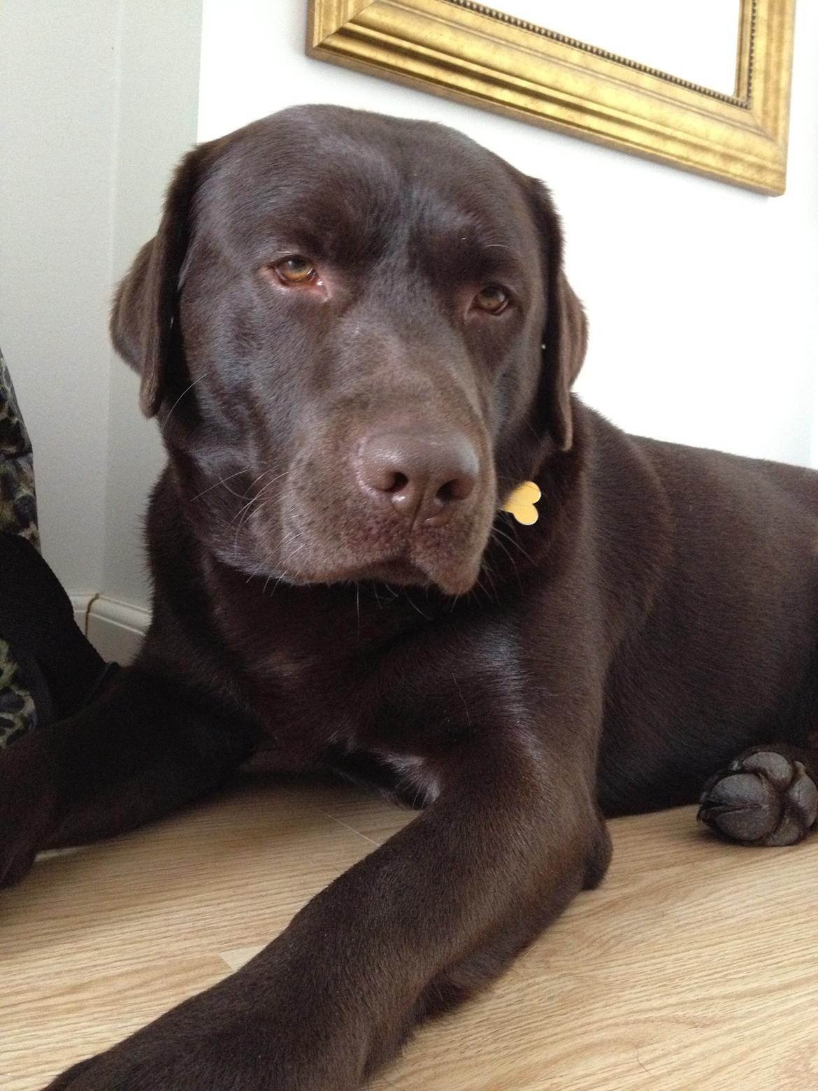 Labrador retriever Baloo<3 billede 2