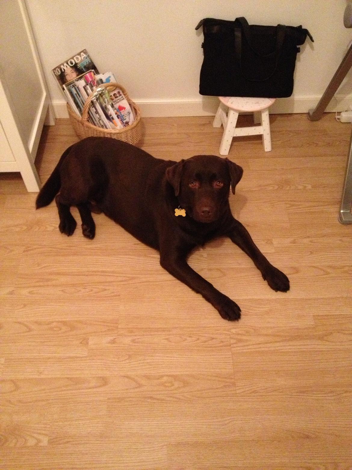 Labrador retriever Baloo<3 billede 8