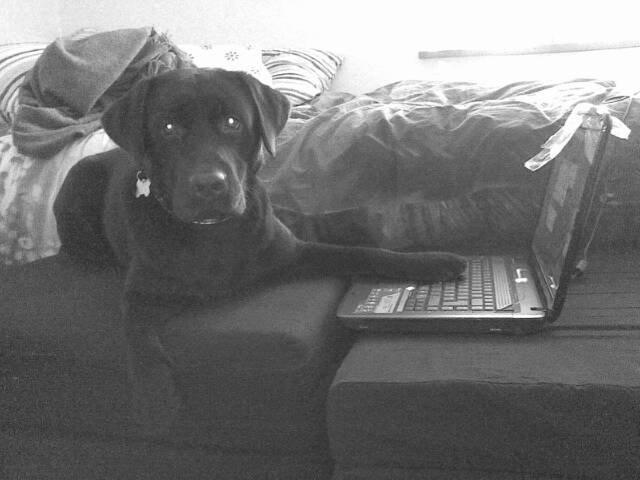 Labrador retriever Baloo<3 billede 4