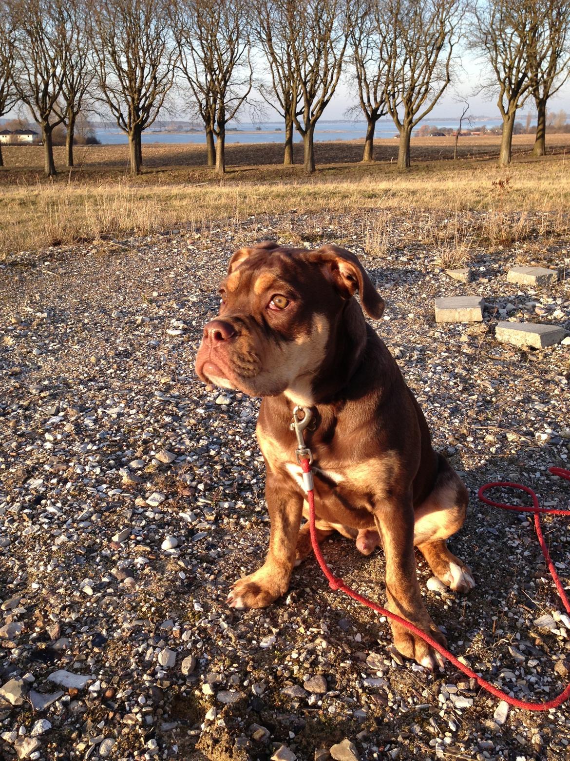 Olde english bulldogge Carlos billede 15