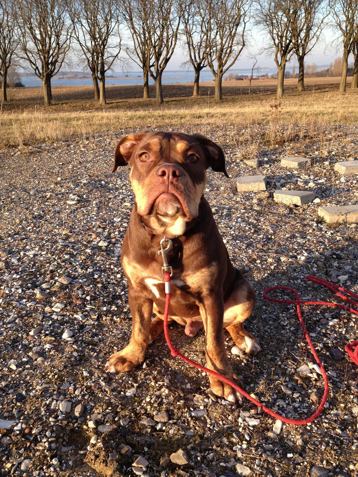 Olde english bulldogge Carlos - Kong Carlos af Holbæk billede 1