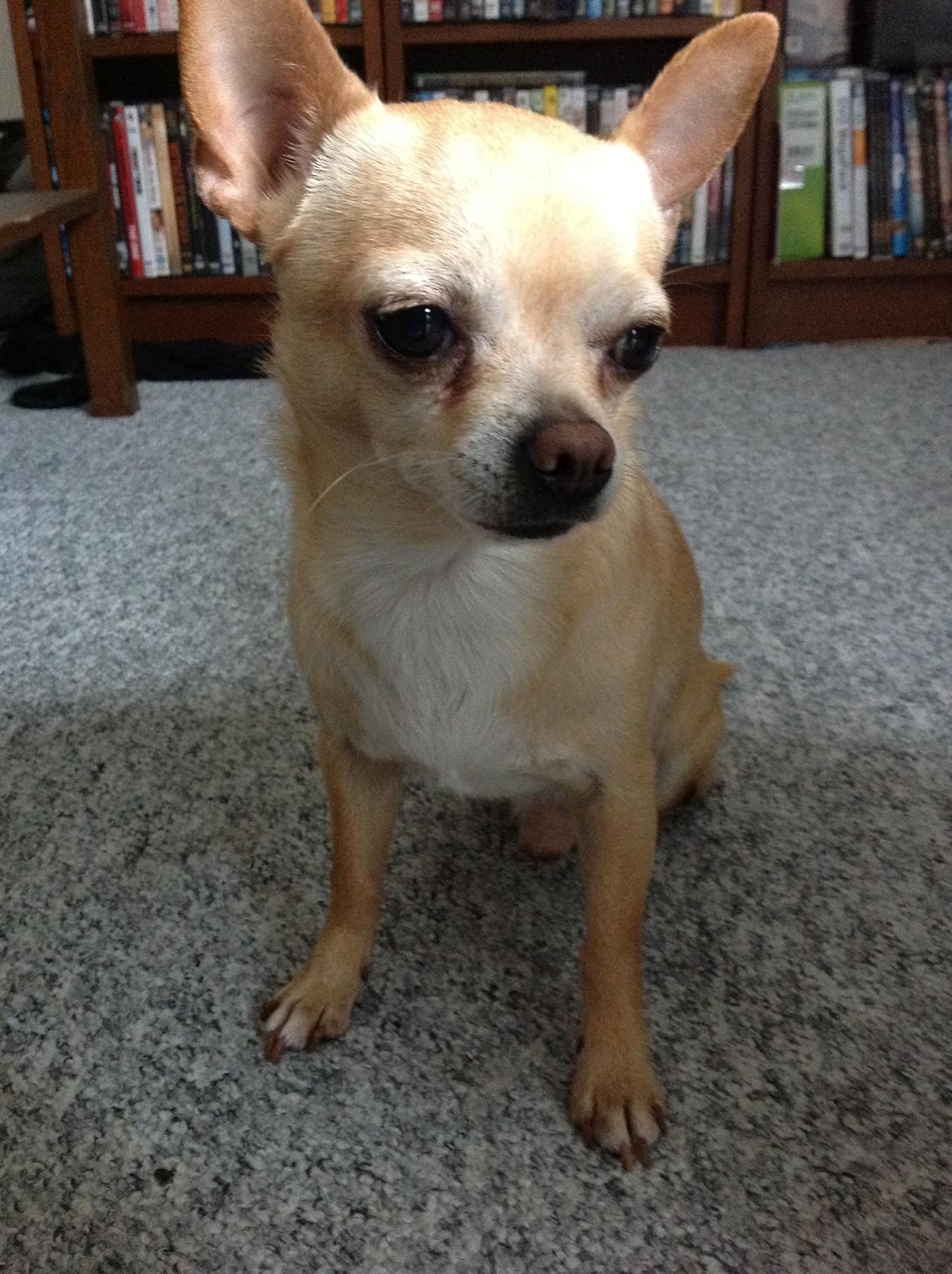 Chihuahua Taco (Lamborghini vom Hochmoor) billede 1