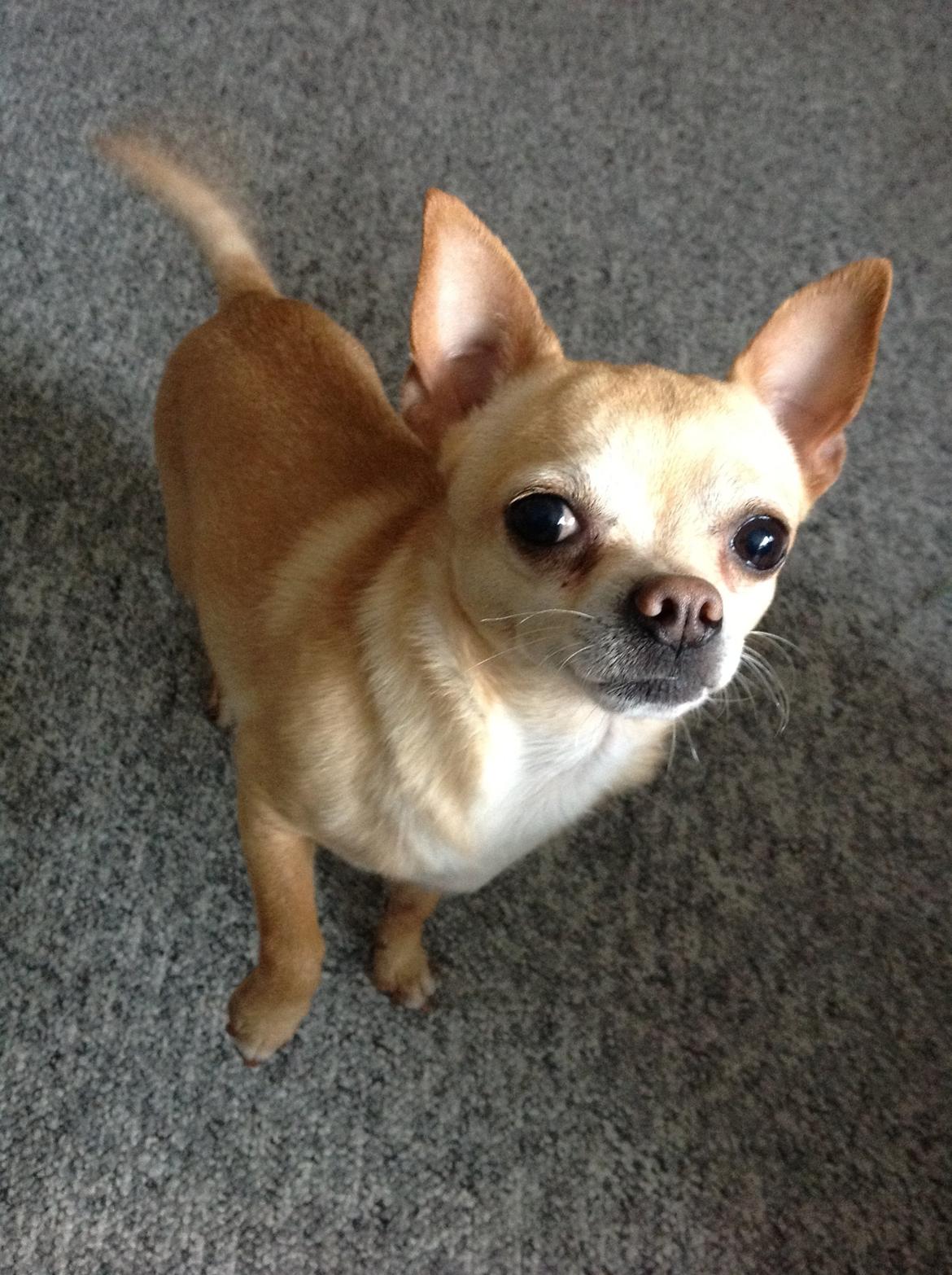 Chihuahua Taco (Lamborghini vom Hochmoor) billede 2