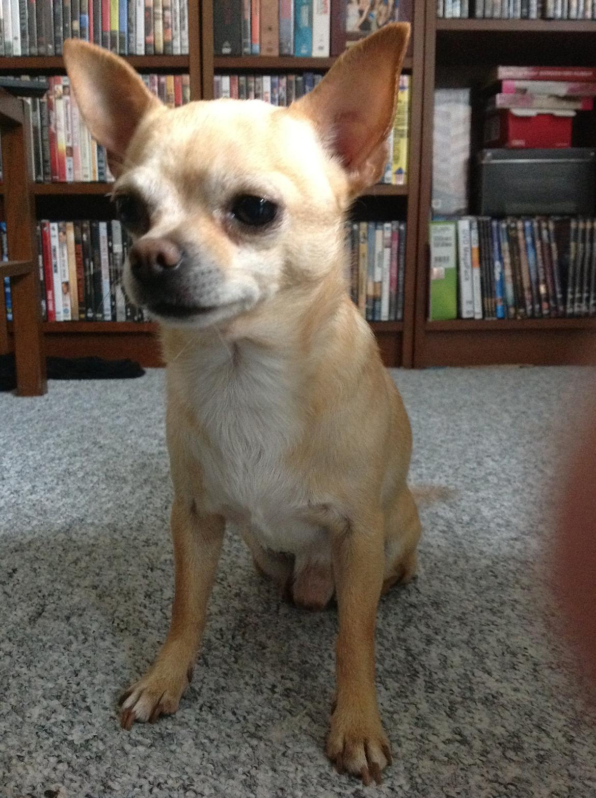 Chihuahua Taco (Lamborghini vom Hochmoor) billede 3