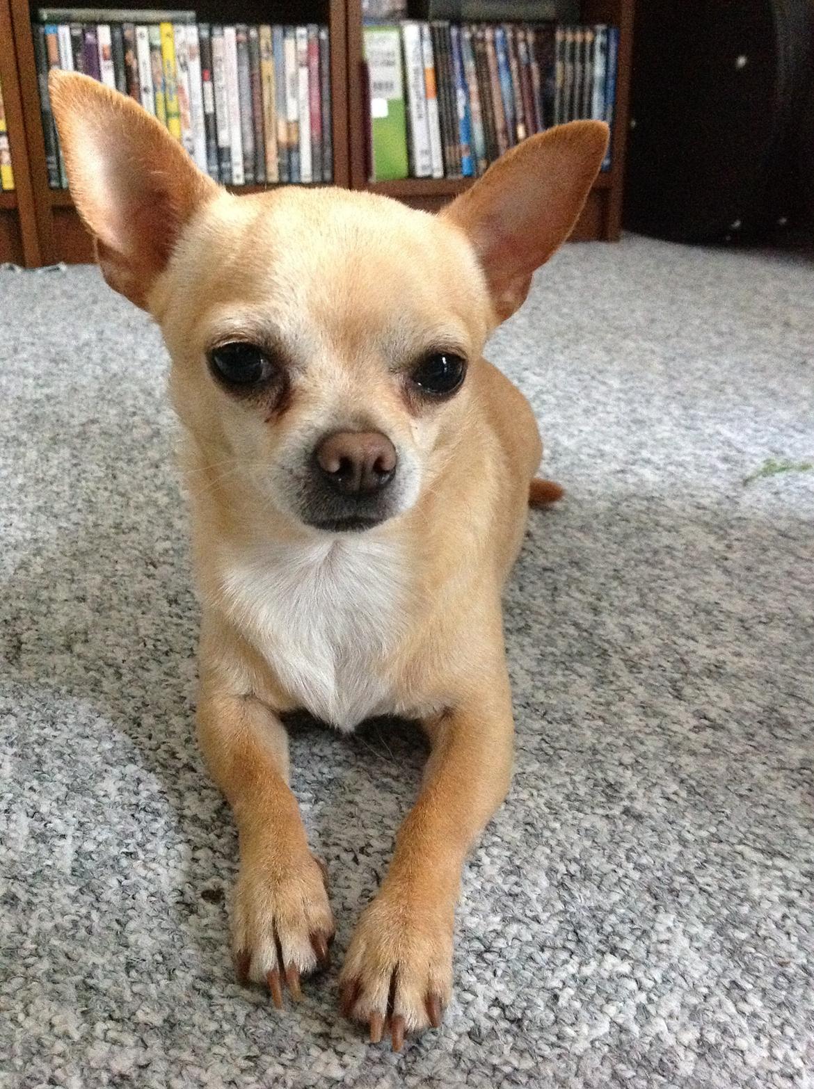 Chihuahua Taco (Lamborghini vom Hochmoor) billede 4