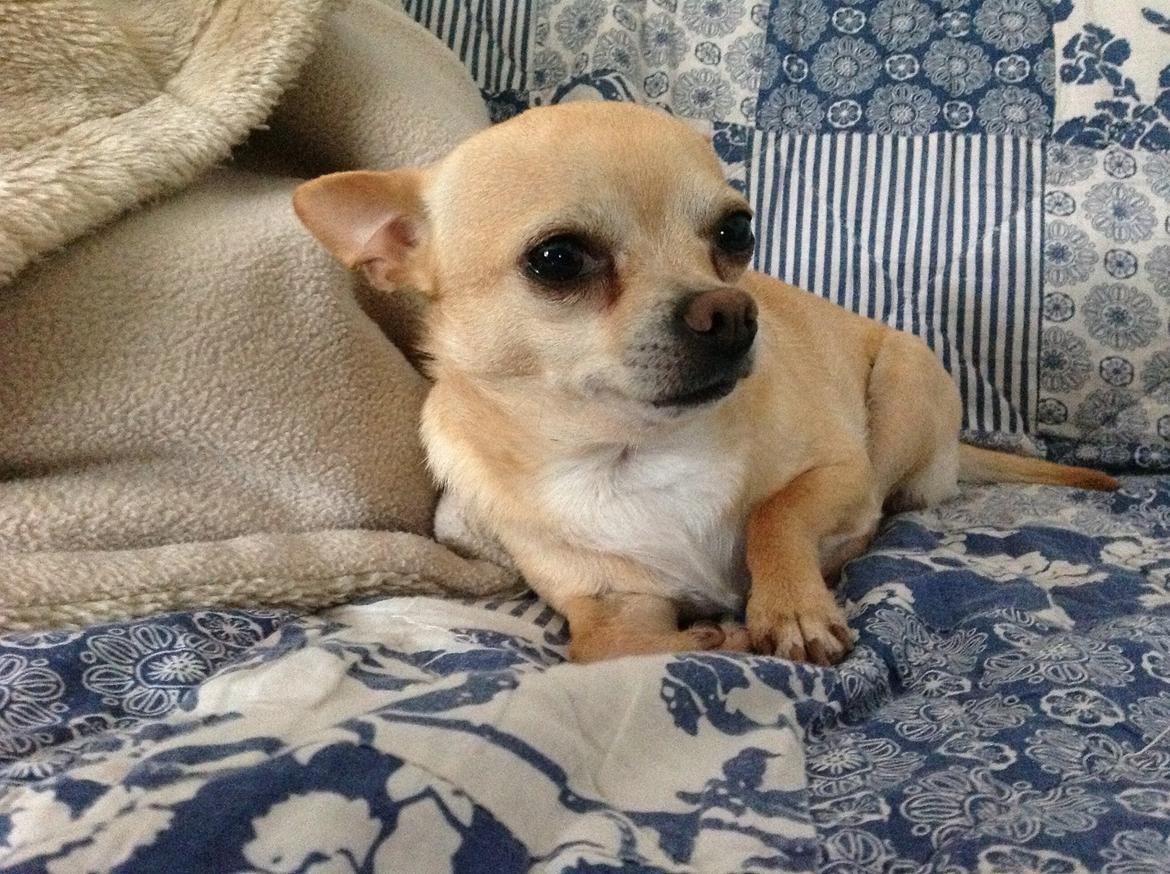 Chihuahua Taco (Lamborghini vom Hochmoor) billede 5