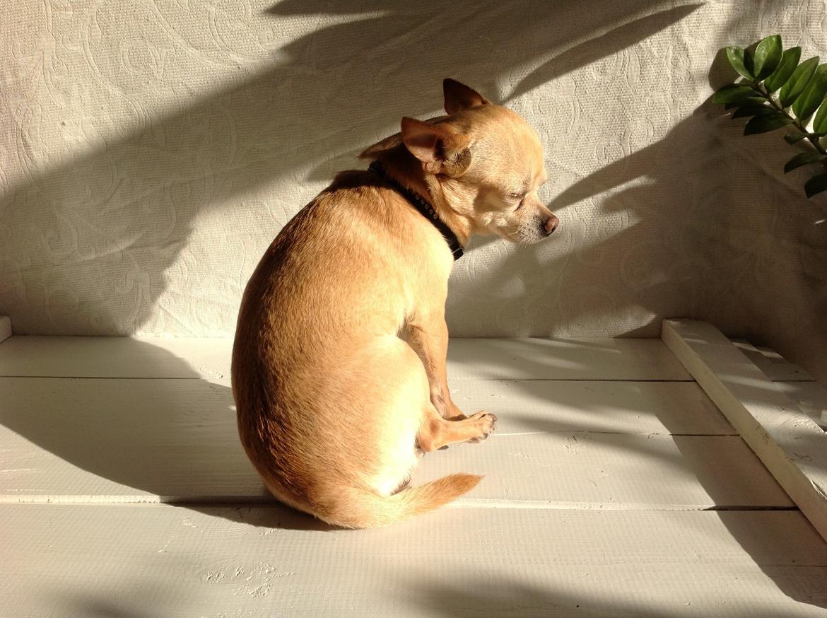 Chihuahua Taco (Lamborghini vom Hochmoor) billede 6