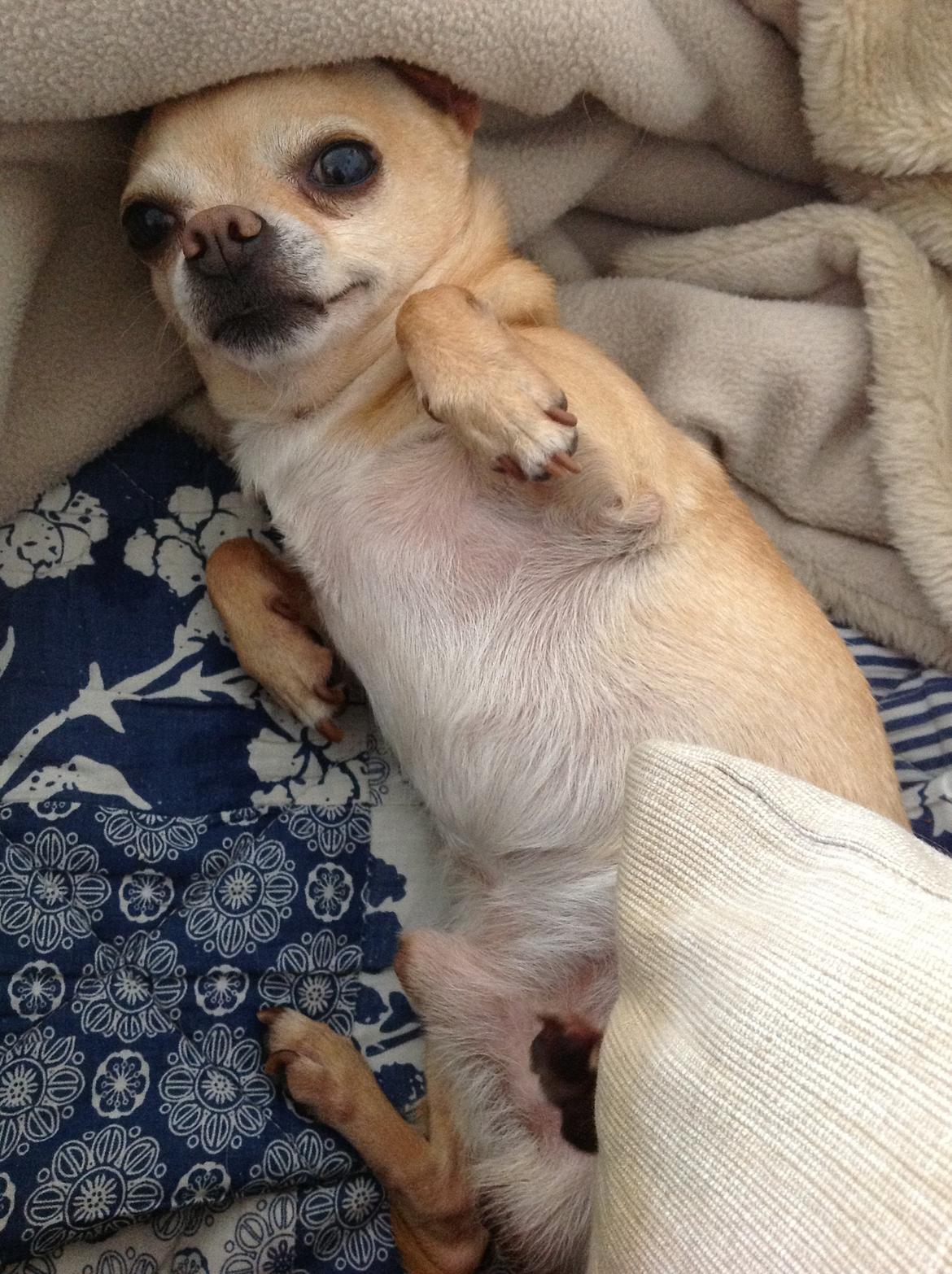 Chihuahua Taco (Lamborghini vom Hochmoor) billede 7