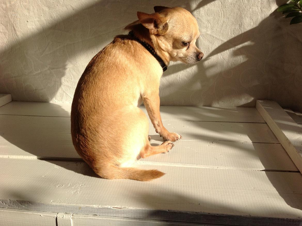 Chihuahua Taco (Lamborghini vom Hochmoor) billede 10