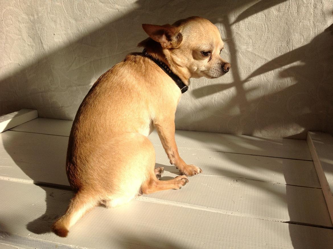 Chihuahua Taco (Lamborghini vom Hochmoor) billede 8