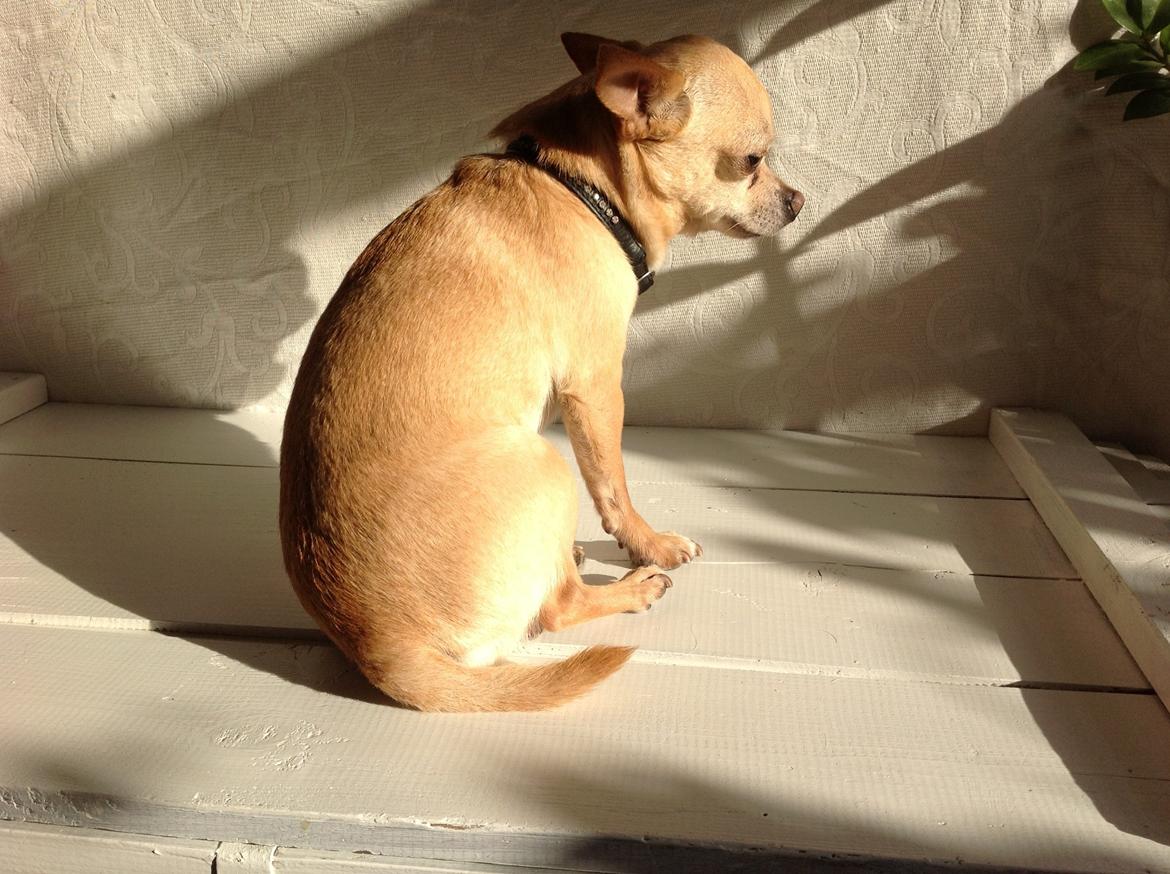 Chihuahua Taco (Lamborghini vom Hochmoor) billede 9