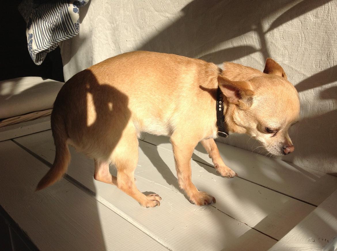 Chihuahua Taco (Lamborghini vom Hochmoor) billede 11