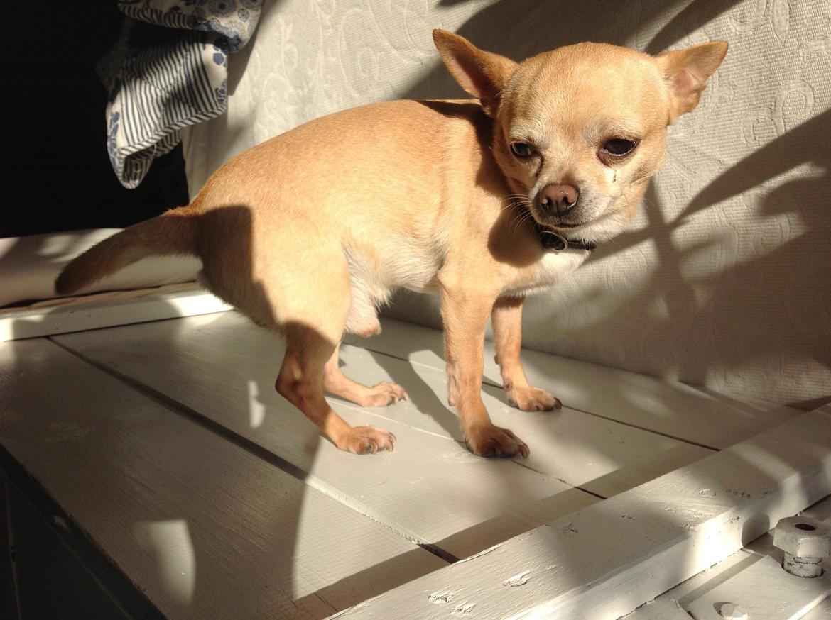 Chihuahua Taco (Lamborghini vom Hochmoor) billede 13