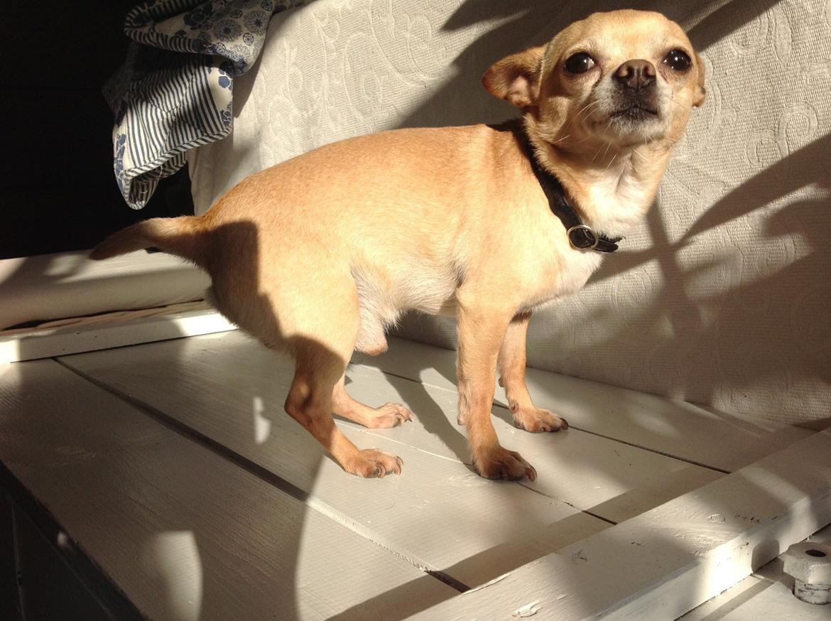 Chihuahua Taco (Lamborghini vom Hochmoor) billede 12