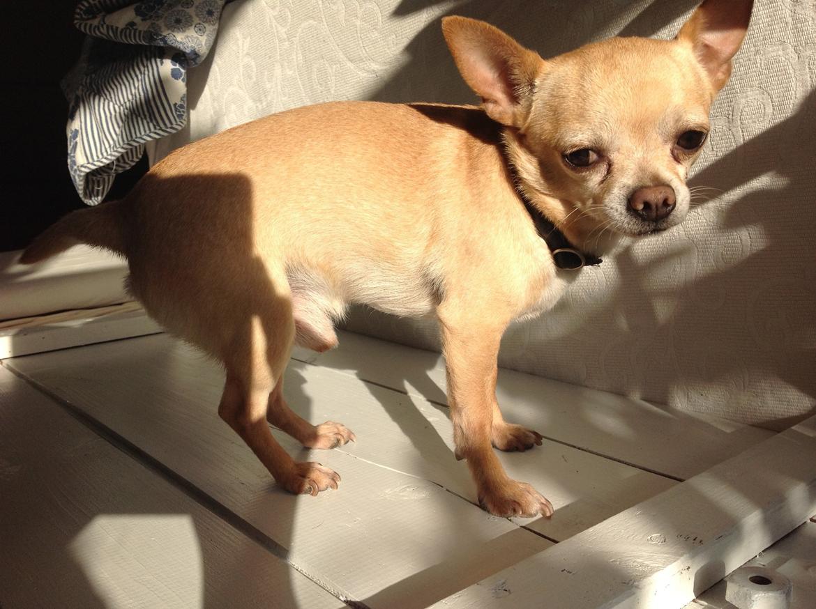 Chihuahua Taco (Lamborghini vom Hochmoor) billede 14