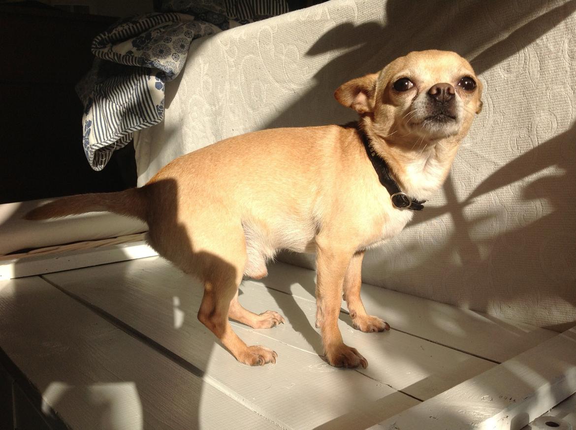 Chihuahua Taco (Lamborghini vom Hochmoor) billede 16