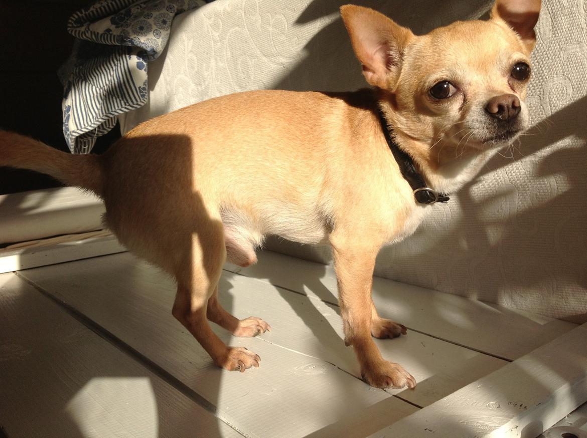 Chihuahua Taco (Lamborghini vom Hochmoor) billede 17