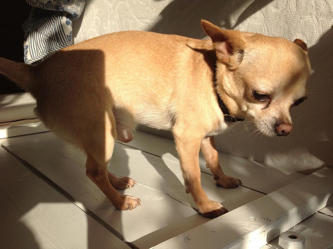 Chihuahua Taco (Lamborghini vom Hochmoor) billede 18