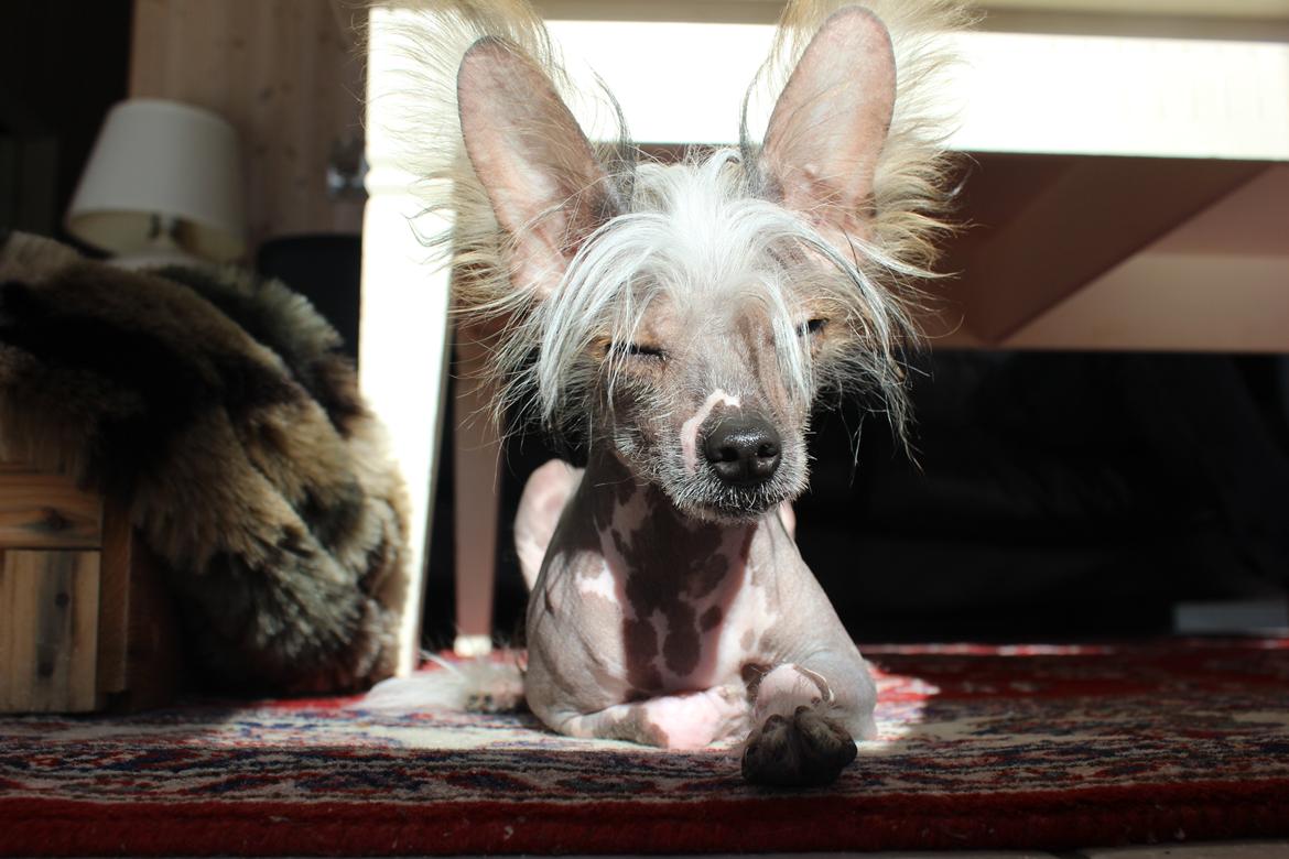 Chinese crested hårløs Manfred - Tager sig lige et hvil i en solstråle.. billede 18