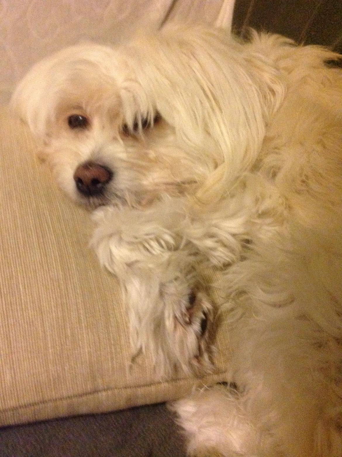 Blanding af racer Charlie billede 2