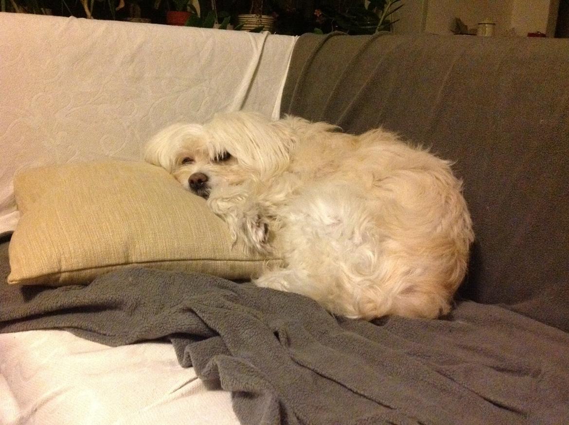 Blanding af racer Charlie billede 1