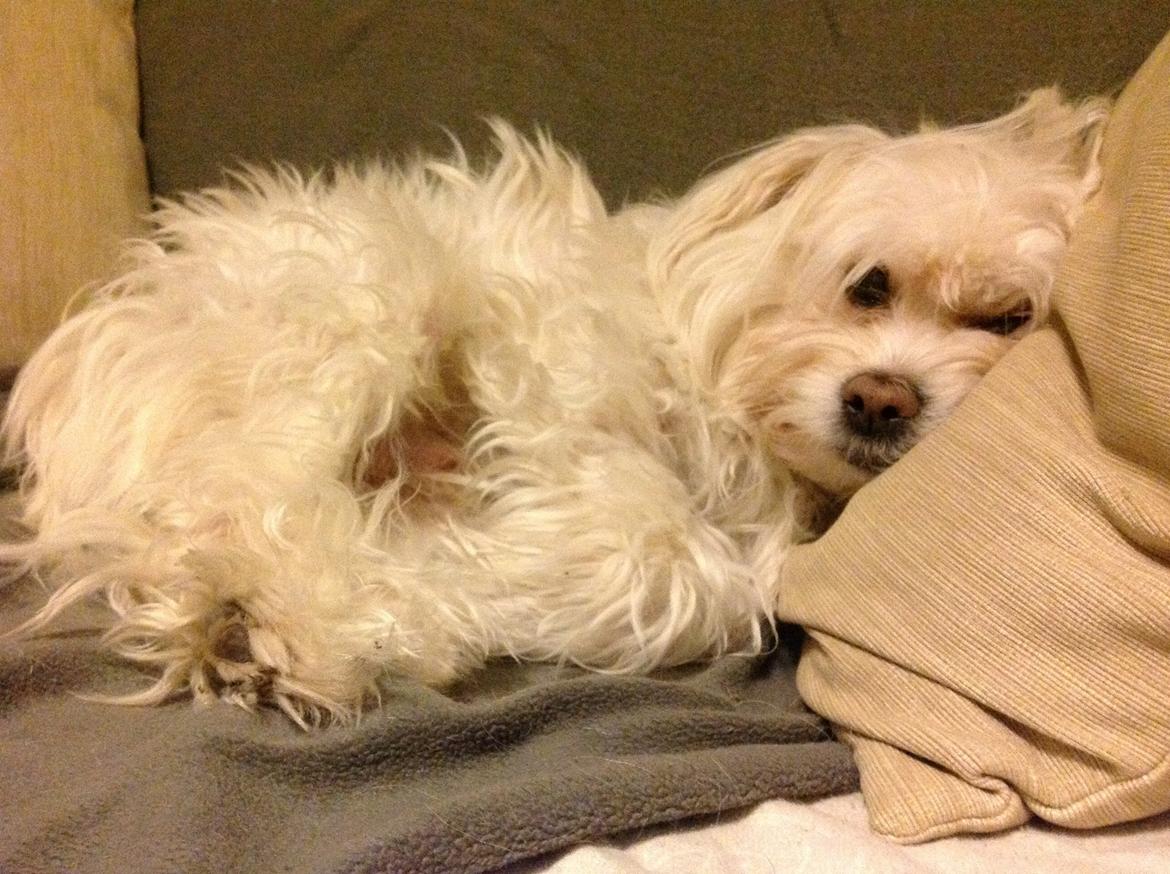 Blanding af racer Charlie billede 3