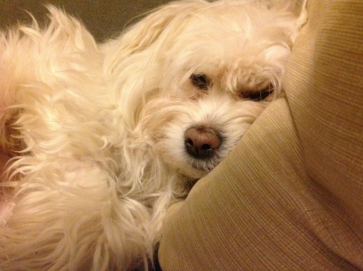 Blanding af racer Charlie billede 4