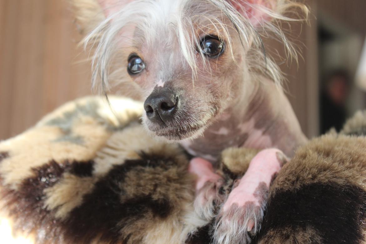 Chinese crested hårløs Manfred billede 4