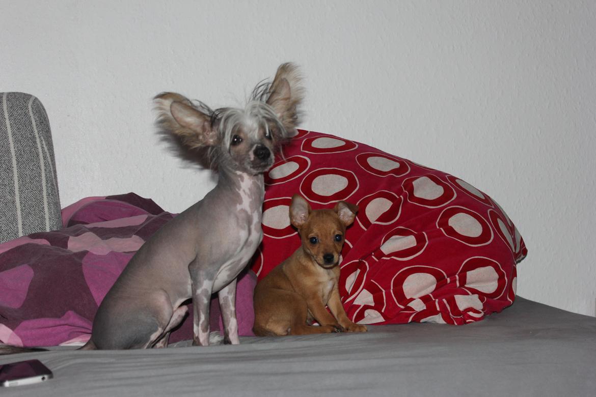 Chinese crested hårløs Manfred - Manfred og hans lille veninde Molly billede 19