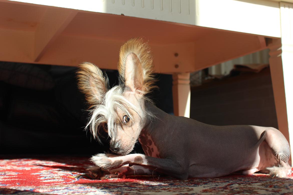 Chinese crested hårløs Manfred - Mhh, sikke en lækker lille pind.. billede 20