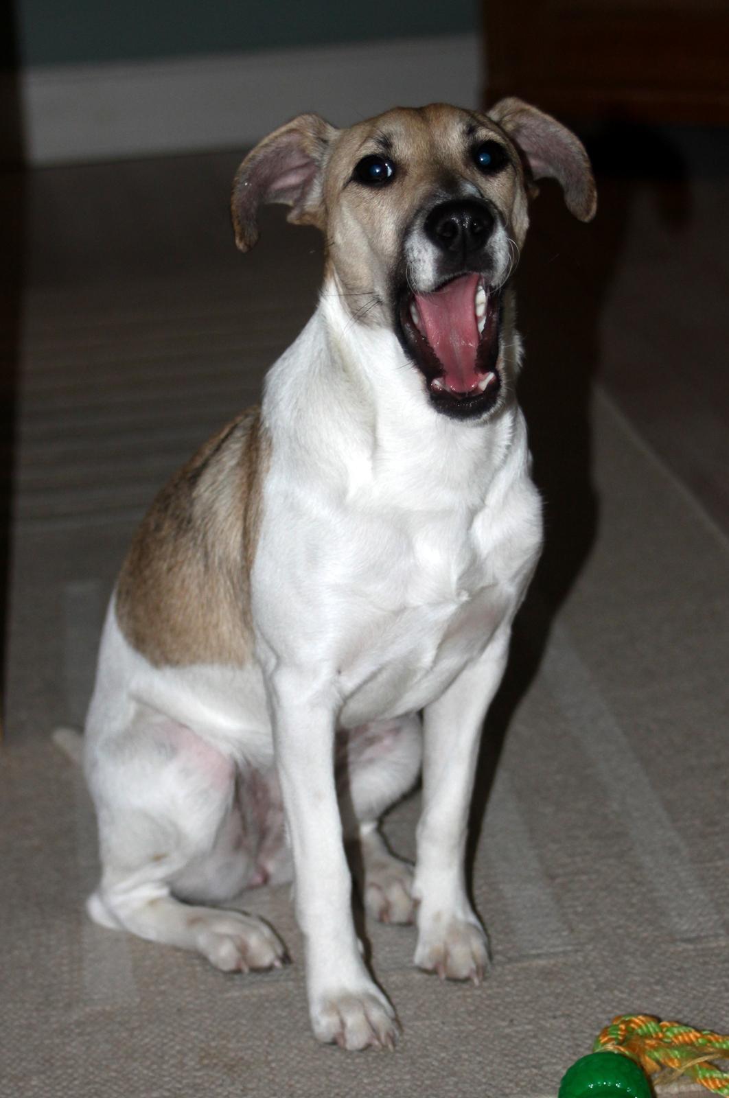 Dansk svensk gaardhund Lulu - Gabbb :) billede 13