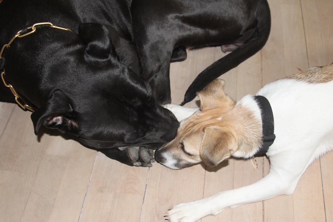 Dansk svensk gaardhund Lulu - Lille Lulu skulle ligge helt tæt på Akir :)  billede 14