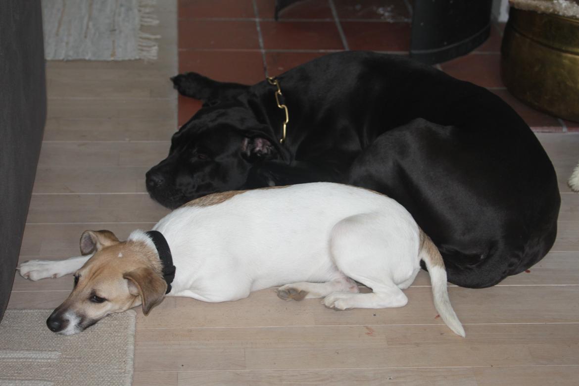 Dansk svensk gaardhund Lulu billede 15