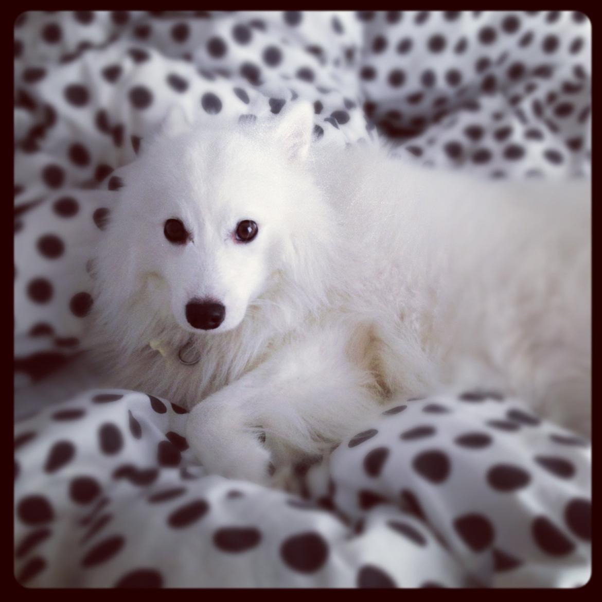 Japansk spids Balou - DK04506/2011 billede 3