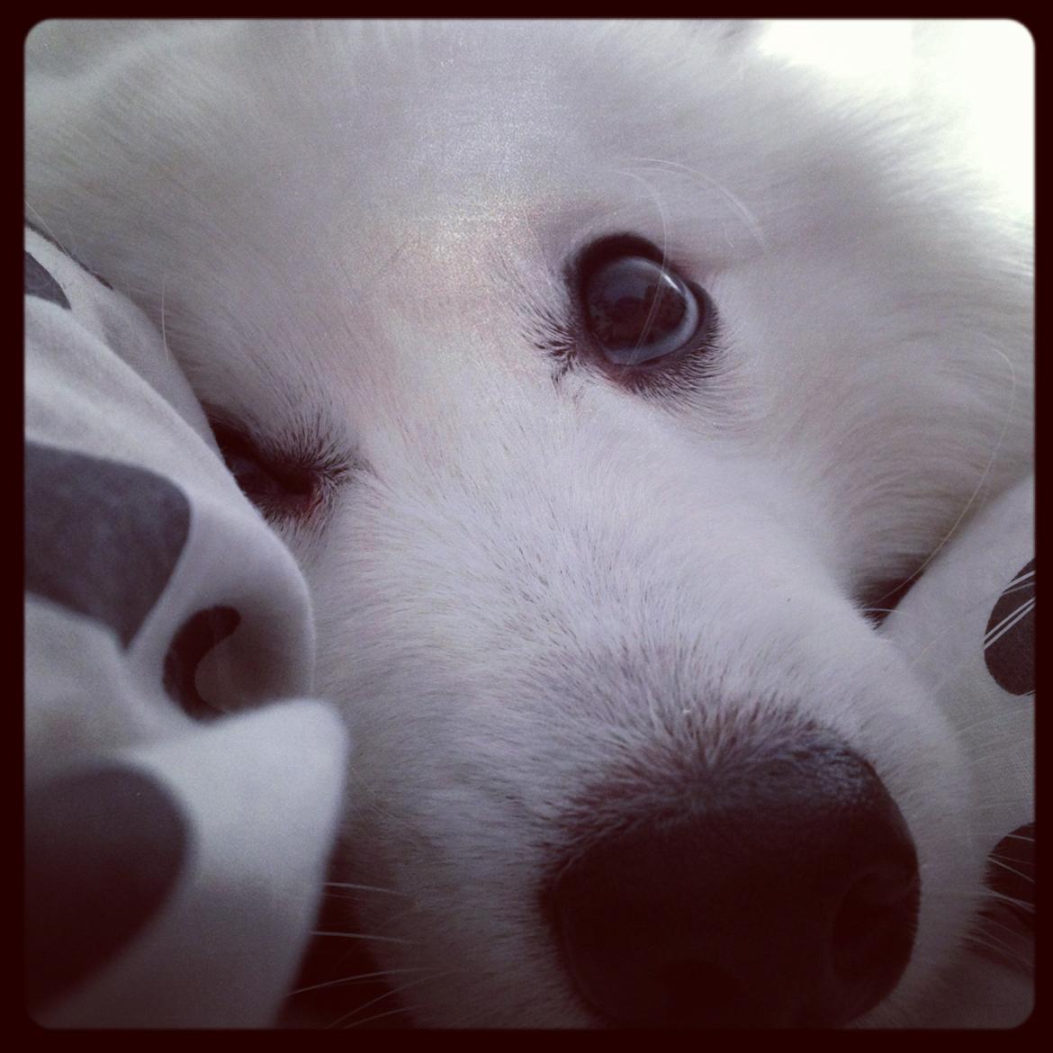 Japansk spids Balou - DK04506/2011 - HEJ :D  billede 1