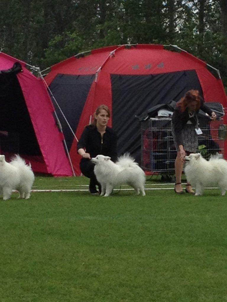 Japansk spids Balou - DK04506/2011 - Til udstilling i Ballerup 2012 billede 2