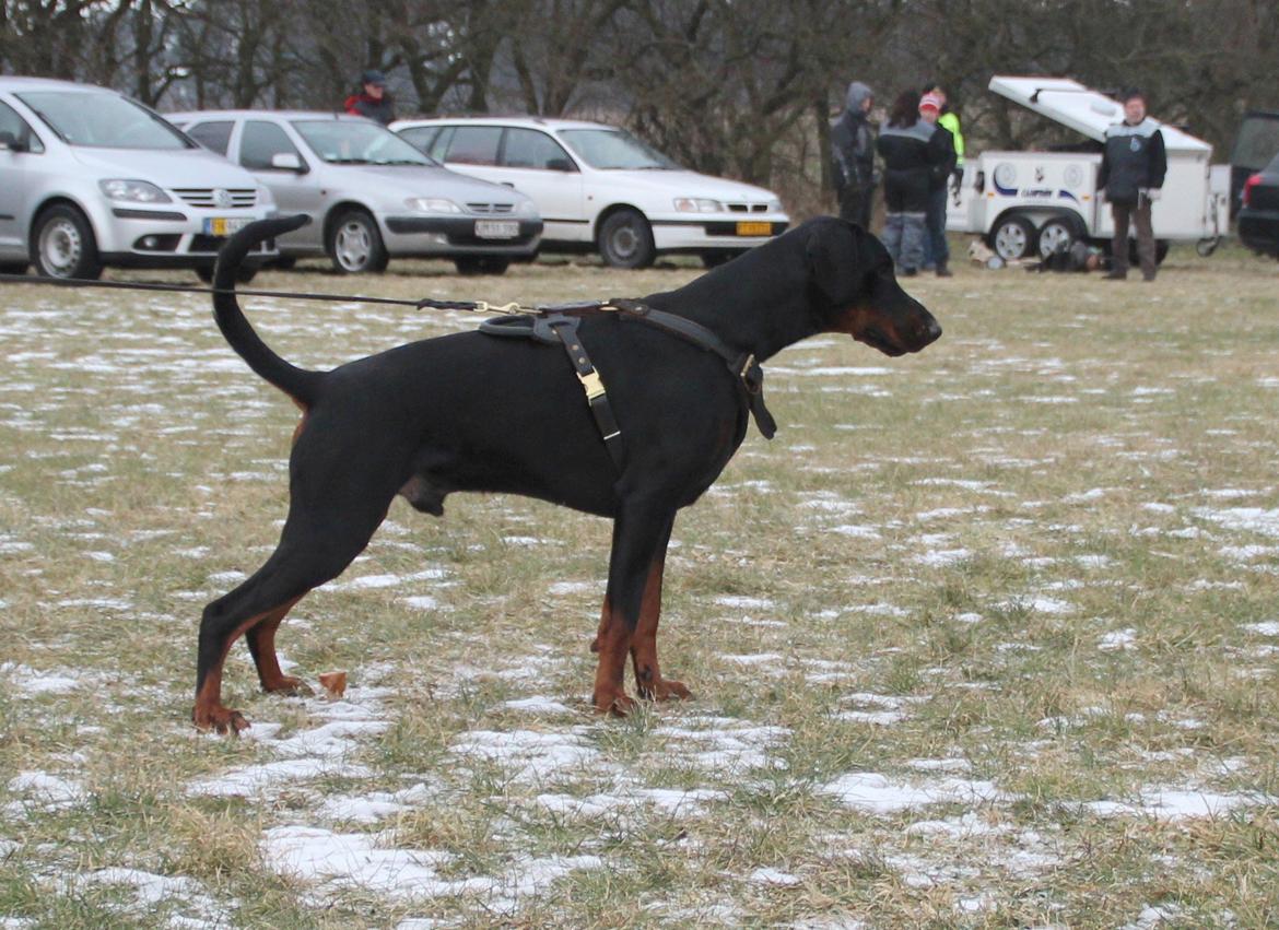 Dobermann Qui Terret Absinthe - 19 mdr billede 20