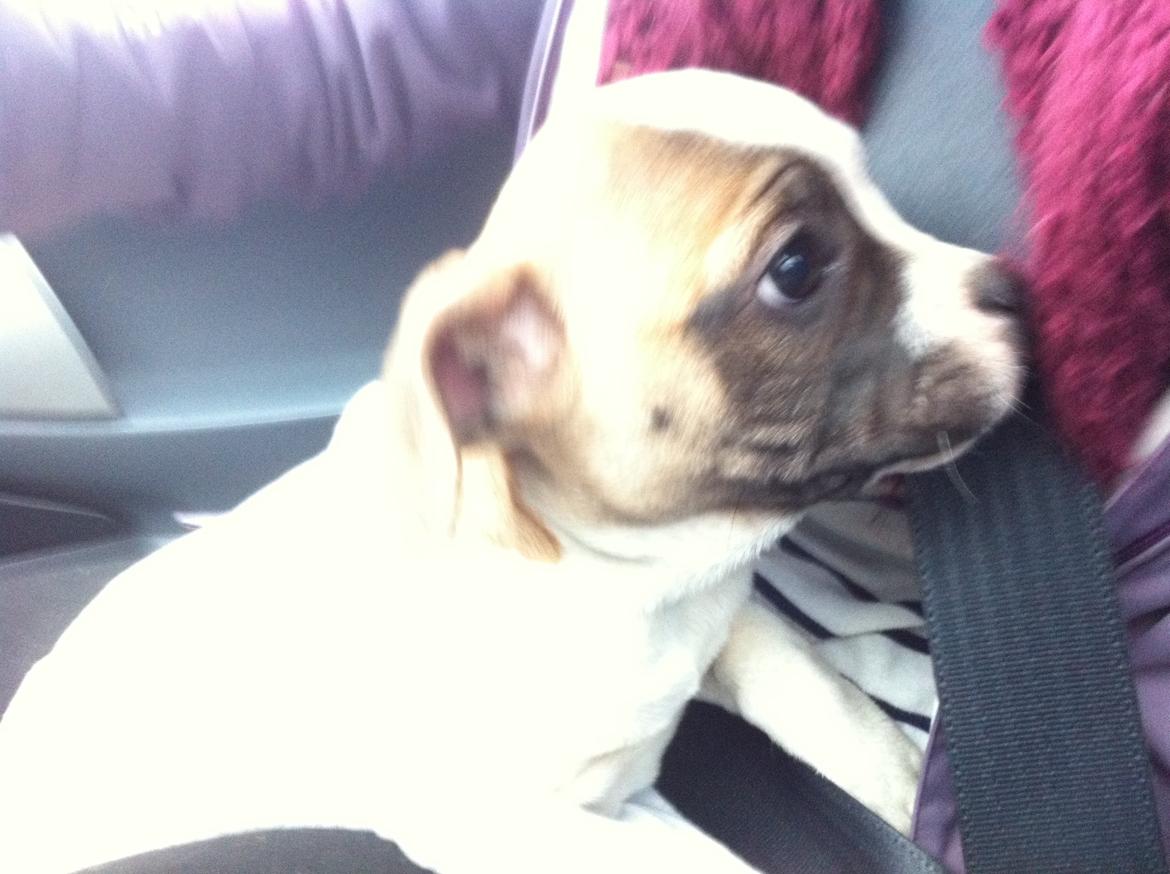 Blanding af racer Ollie - Ollie på vej hjem til os. billede 1