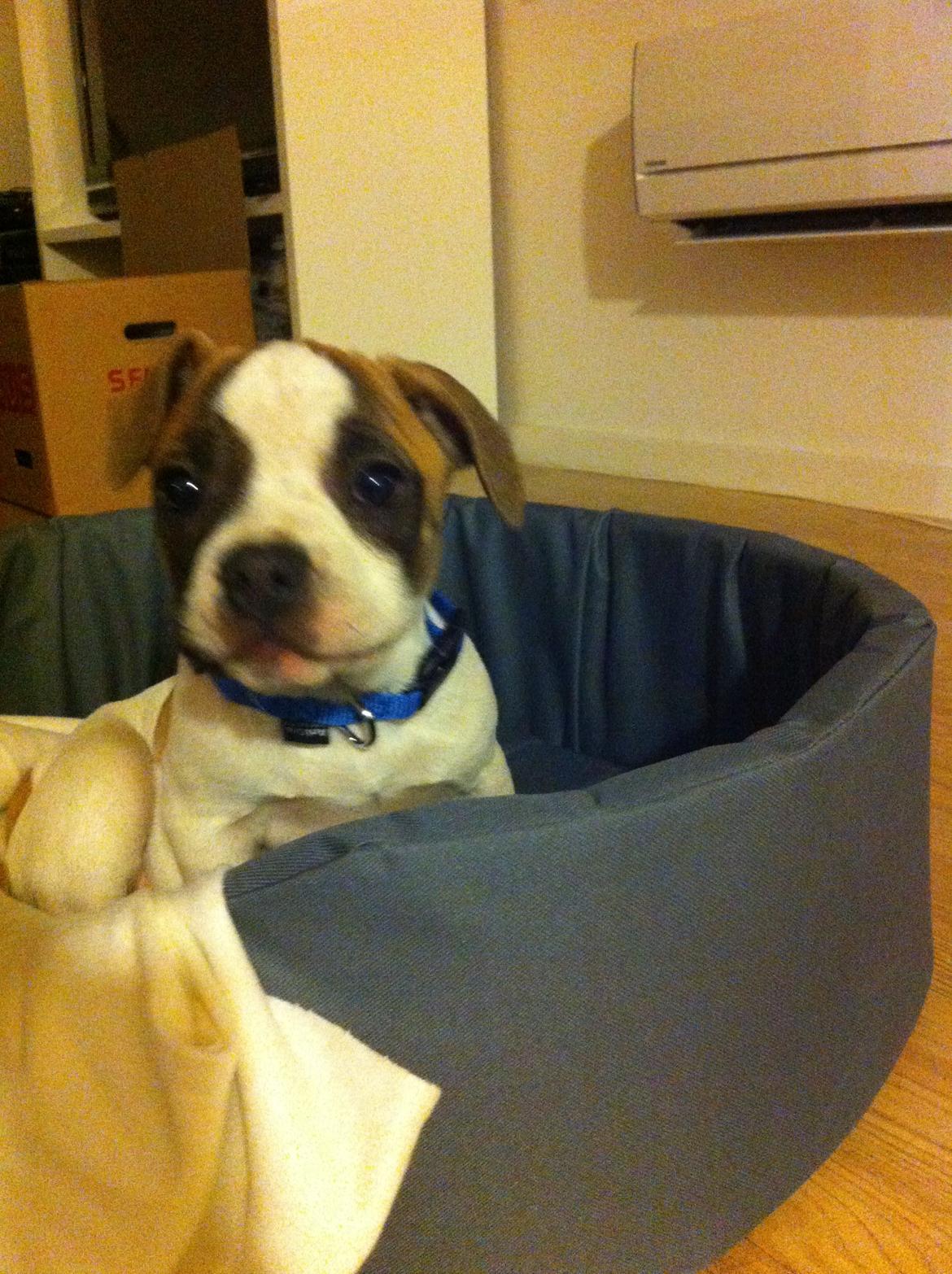 Blanding af racer Ollie billede 2