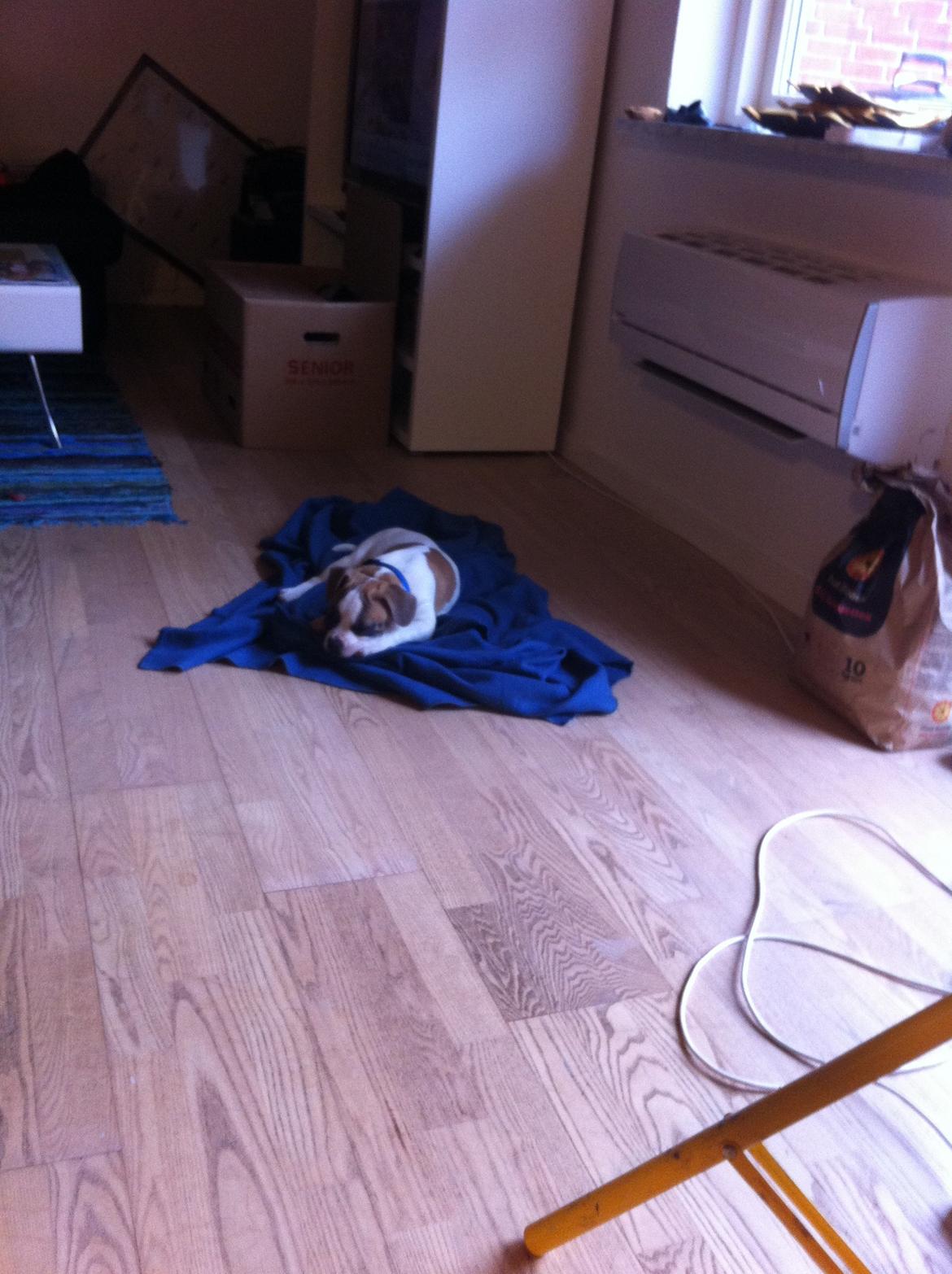 Blanding af racer Ollie - Yndlingsstedet, foran varmeblæseren. billede 3